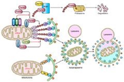 Q&A About Mitophagy Detection Kit