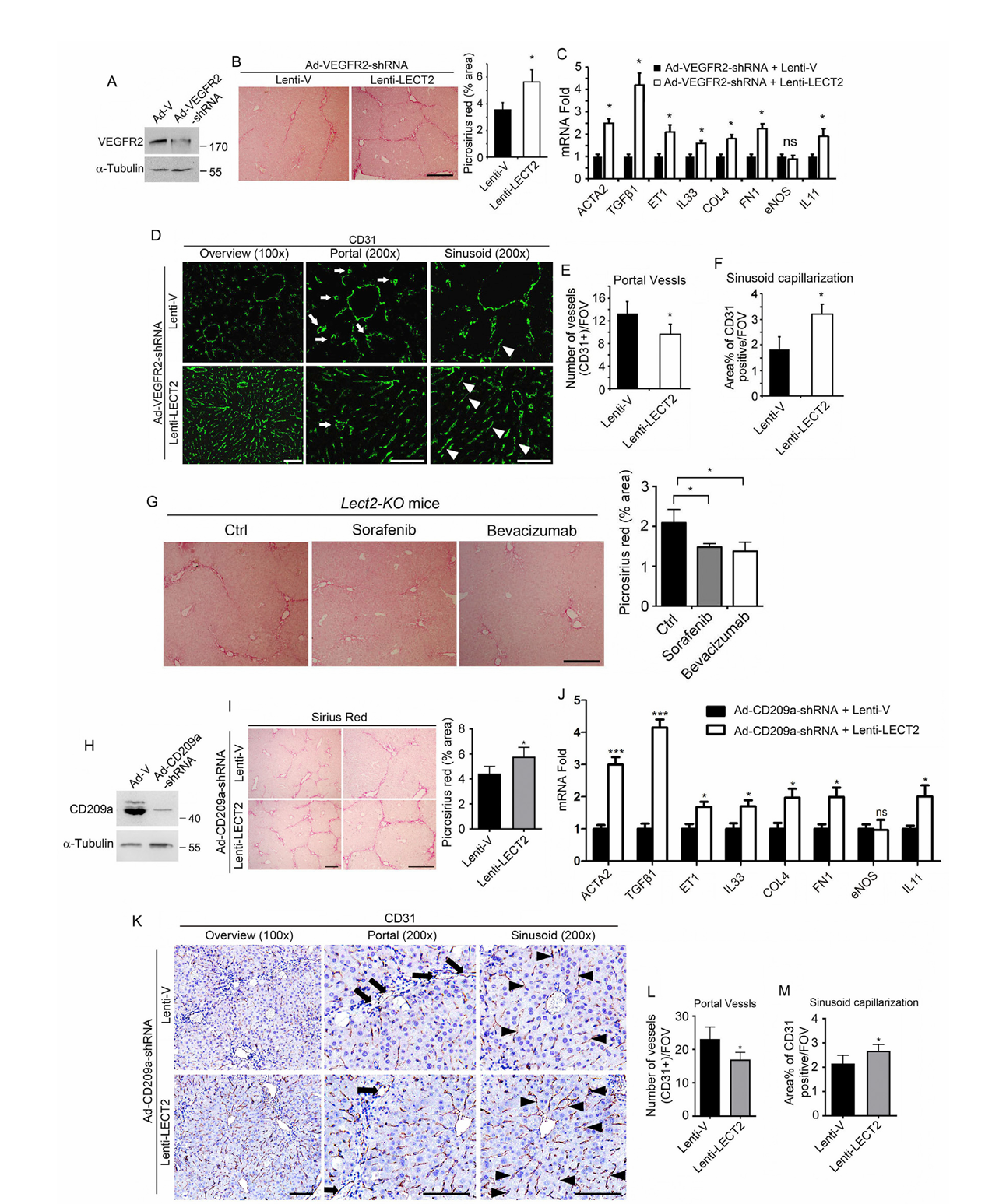 Adenovirus Cases