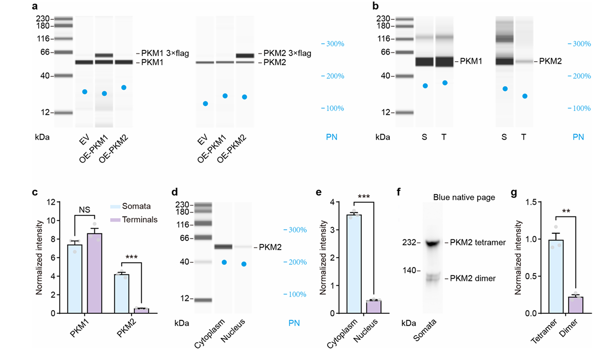 genome packaging in viruses