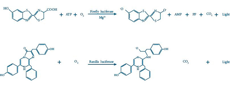 Dual Luciferase Reporter Assay Kit