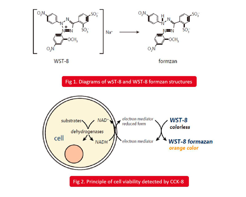 Experimental Principle of CCK-8 Assay Kit