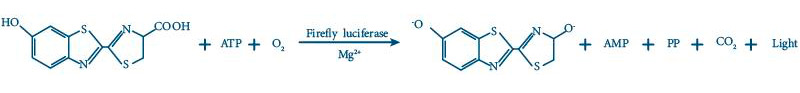 Luciferase (Firefly) Reporter Assay Kit