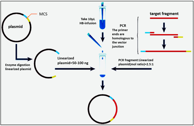 HB-infusion™ seamless clone principle diagram