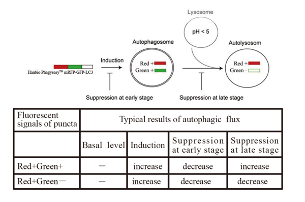 mRFP-GFP-LC3 adenovirus (now mCherry-eGFP-LC3)