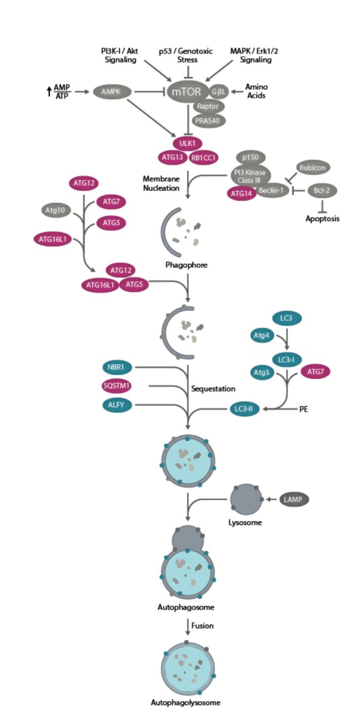 The Main Signaling Pathway and Related Genes of Autophagy