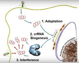 Schematic diagram of bacteria attacking phage invasion using CRISPR/Cas system