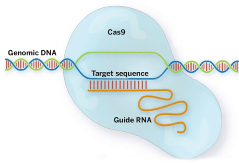 Engineered CRISPR/Cas system. The system is a binary system: Cas9 nuclease for shearing and guide RNA (sgRNA) for targeting