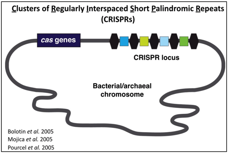 The CRISPR/Cas system is derived from the bacterial "immune system"