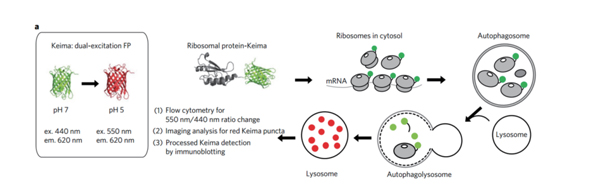 The basic principle of studying ribosomal selective autophagy using Keima probe