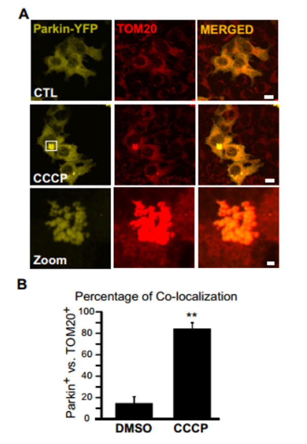 Hanbio Mitophagy Research Tool