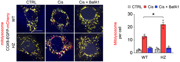 Mitophagy Detection 