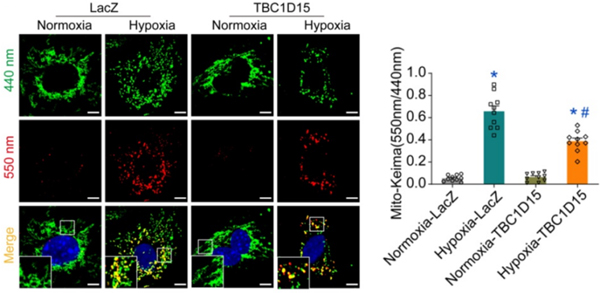 Mitophagy Detection Kit