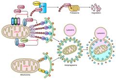 Mitophagy Detection Kit