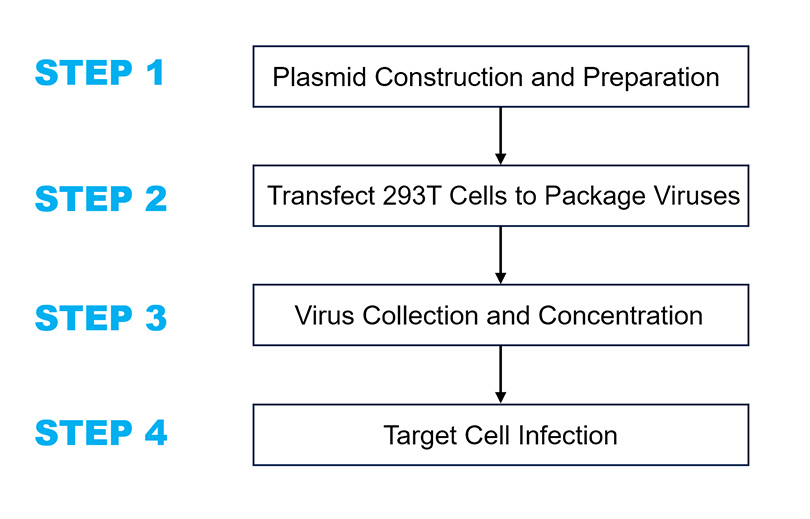 Lentivirus_Packaging_Procedure.jpg